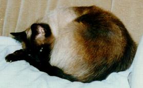 Siamkater Micha
